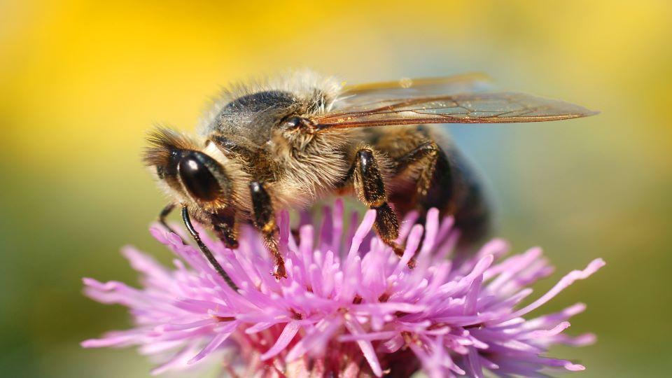 Achmea IM: Met green bonds beleggen in biodiversiteit