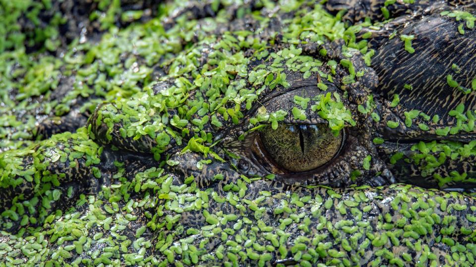 biodiversity