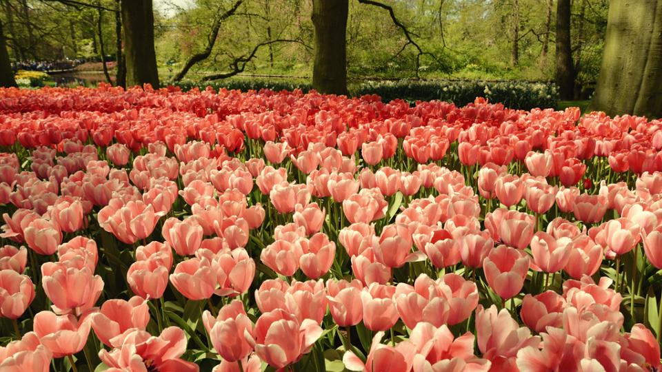 Keukenhof, door zmihai via Flickr