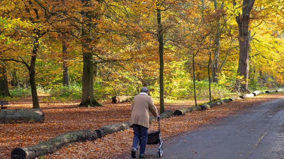 Wandeling in het park