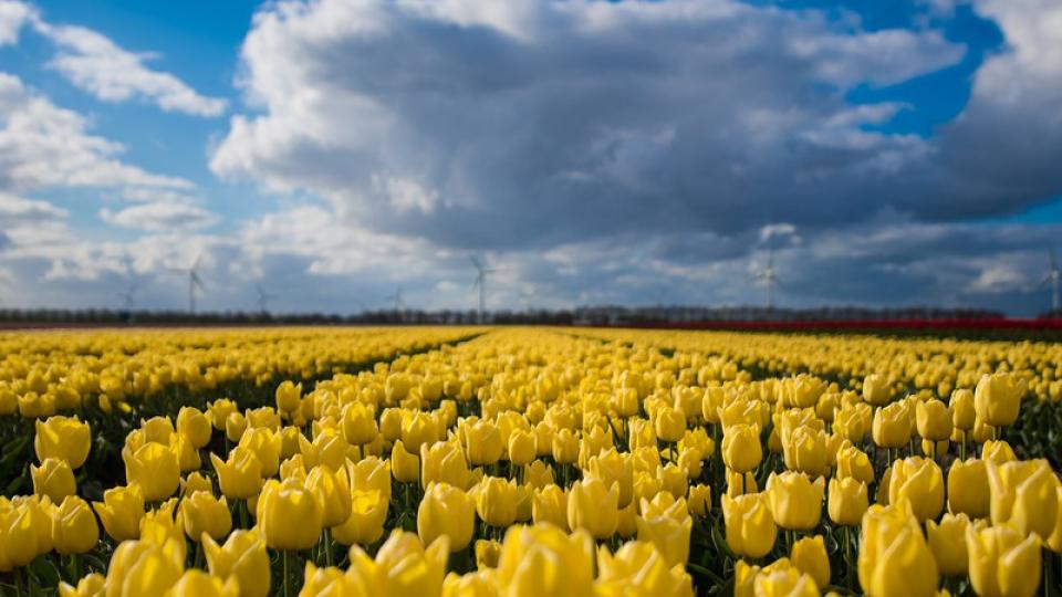 Tulpenveld 