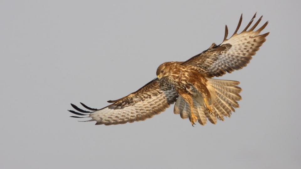 De buizerd